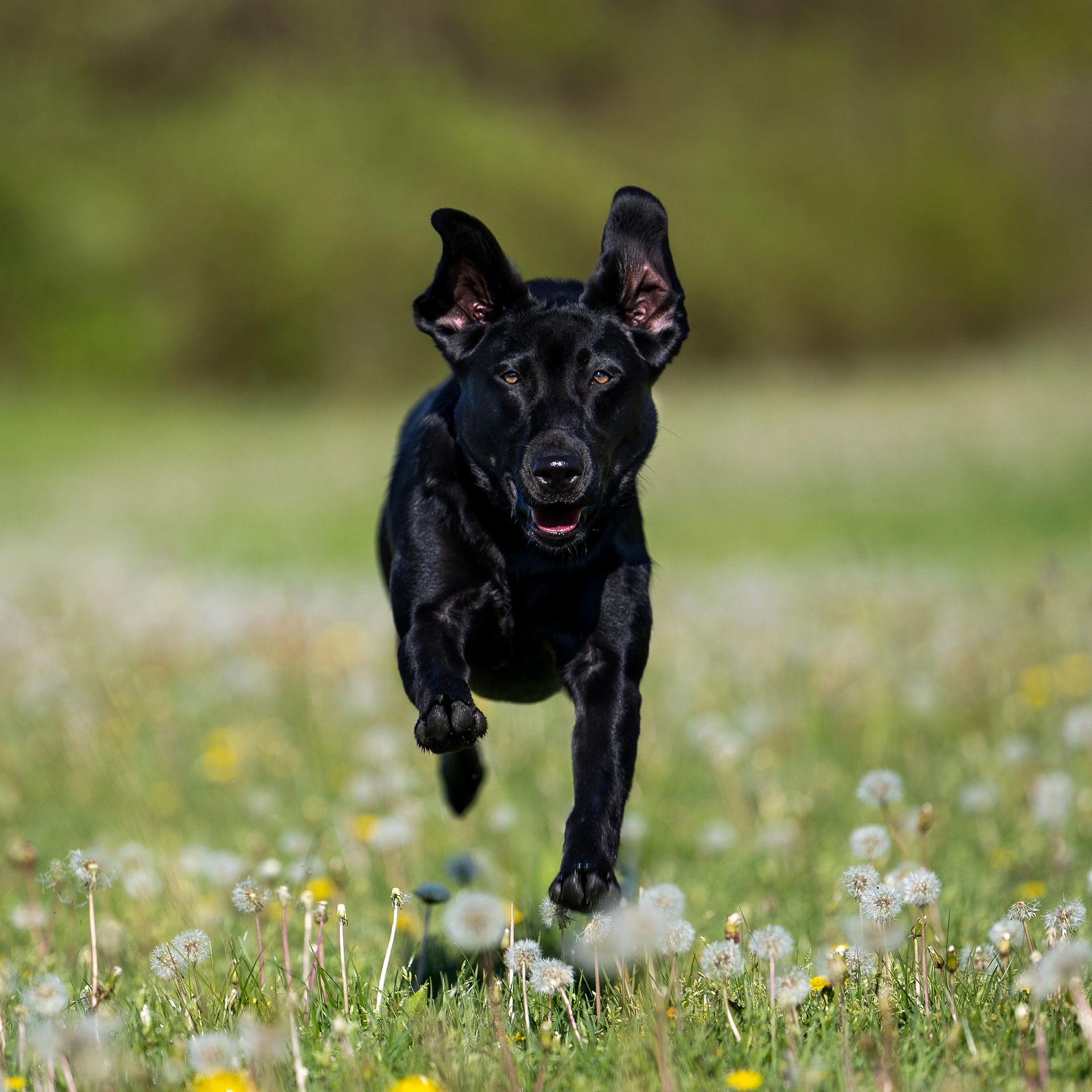 Spring and summer pet photography session outdoors